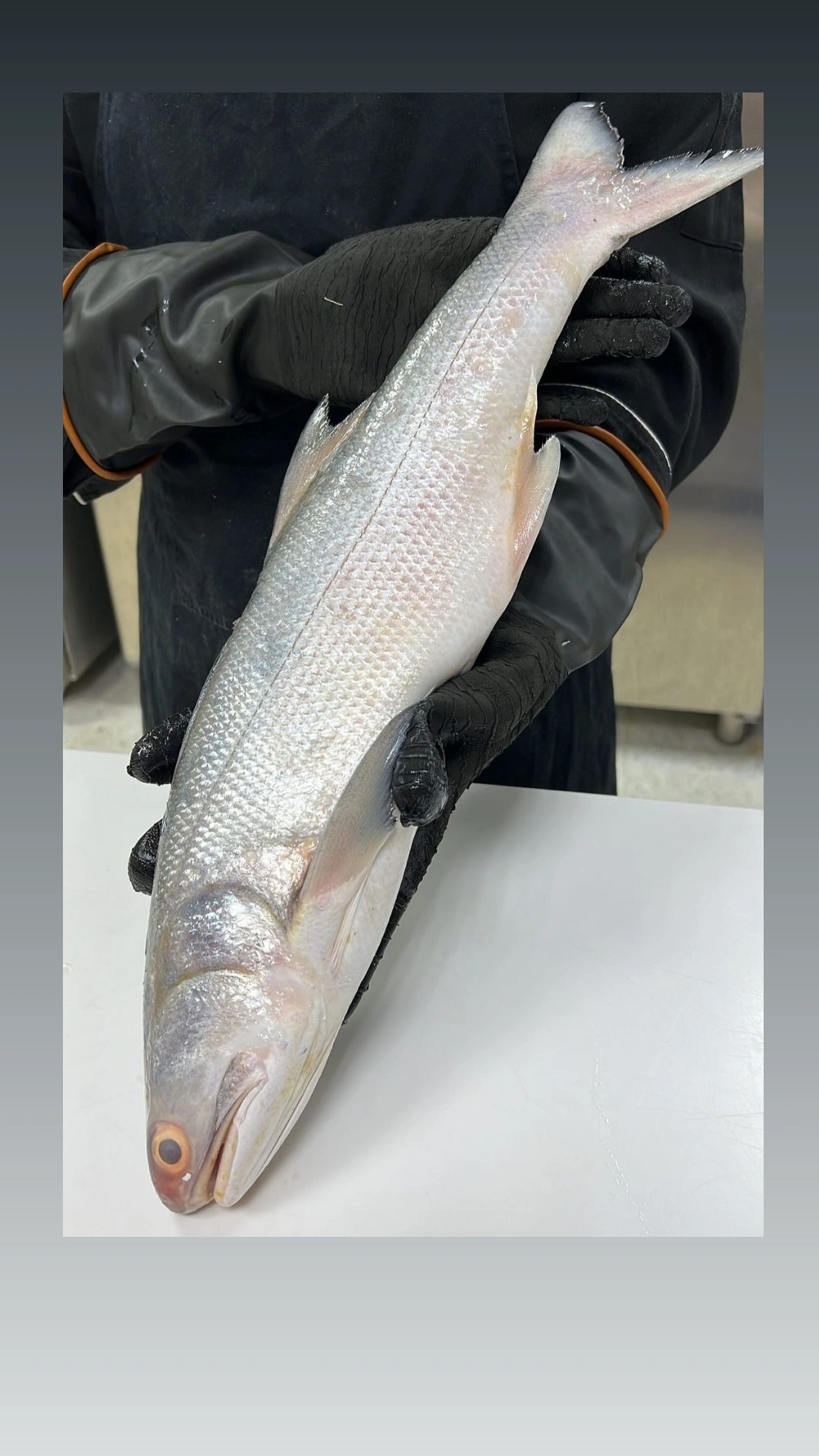 IMG_20260205_235441_239