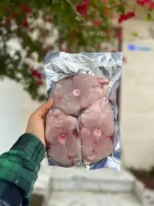 ماهی شیر اصلی خلیج فارس 