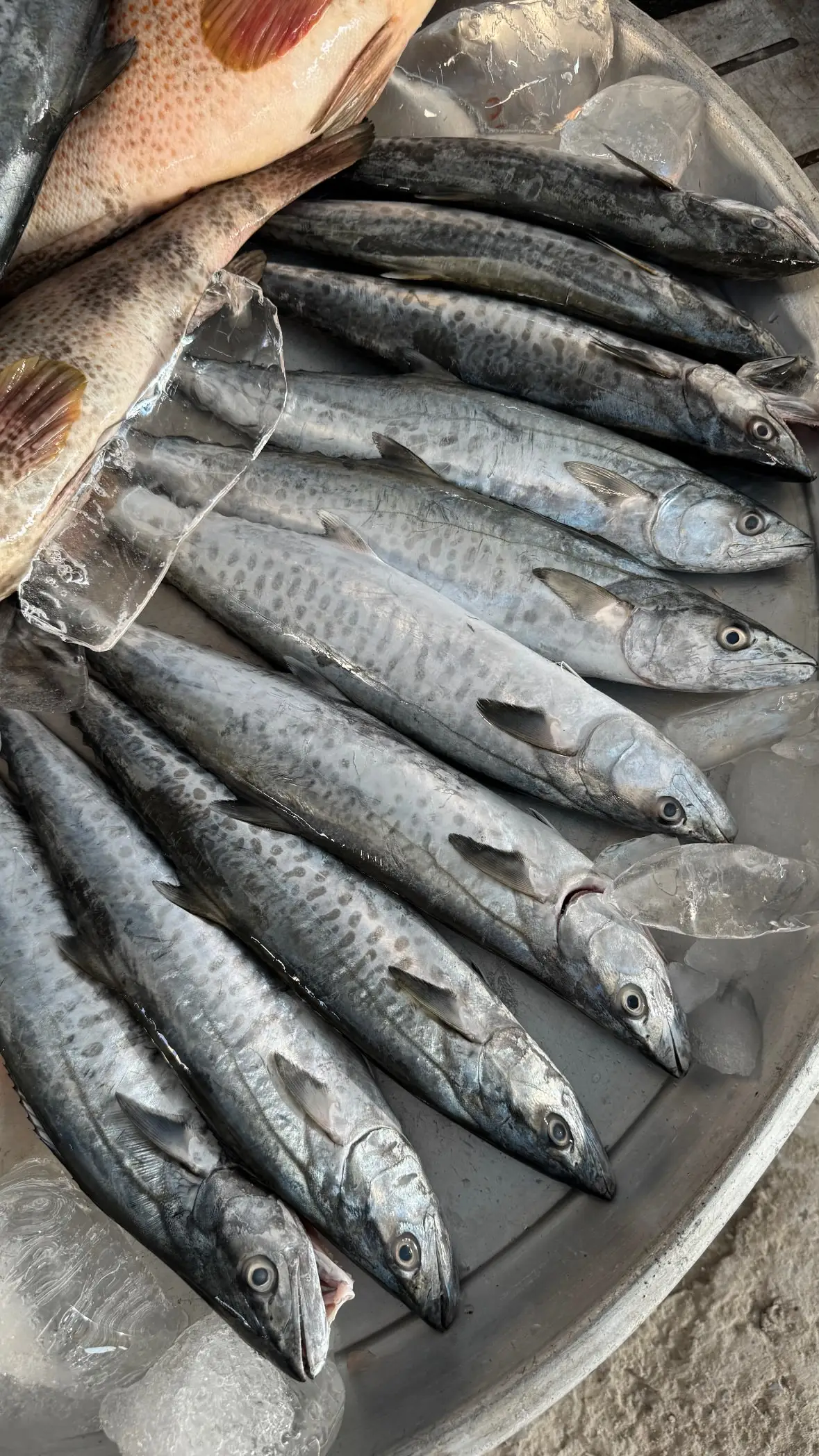 dumistan_fish-۲۰۲۵۰۹۱۷-0002